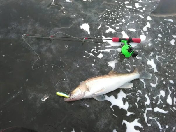 Открой судаку. Бармино судак. Замануха симферополь. Рыбалка в бишкеке. Где живет судак.