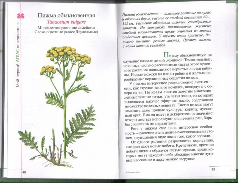 Пижма обыкновенная лечебные. Пижма обыкновенная рассказ. пижма обыкновенная описание растения. пижма обыкновенная описание растения 2 класс. луговые растения книга.