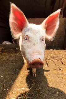 Pigs ear
