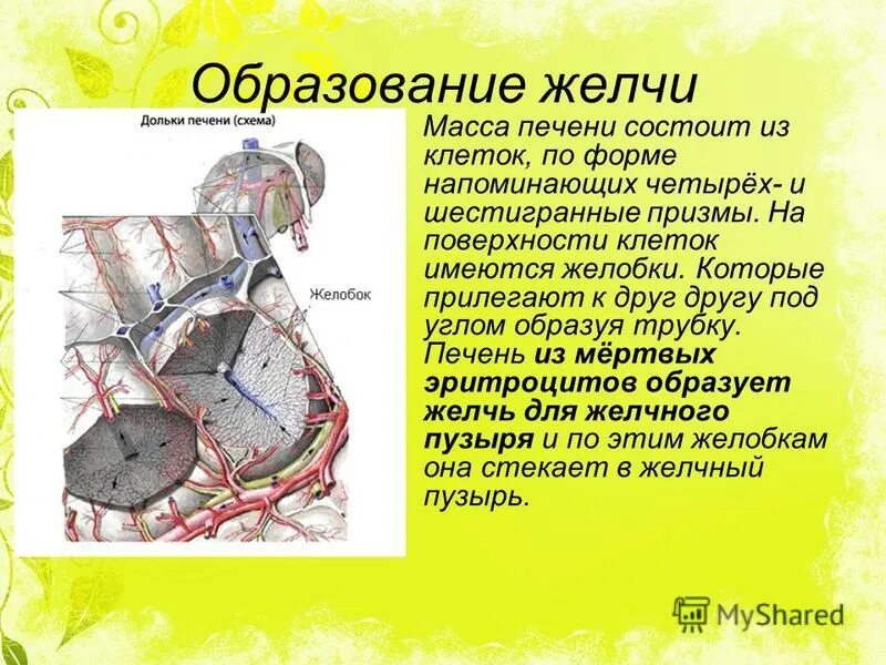 Железистые клетки печени вырабатывают желчь. Образование желчи. Механизм образования желчи. Этапы образования желчи. Образование желчи в печени.