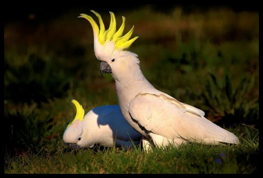 Full bird. Большой желтохохлый Какаду. Попугай Какаду. Попугай Какаду белый с хохолком. Какаду птицы Австралии.
