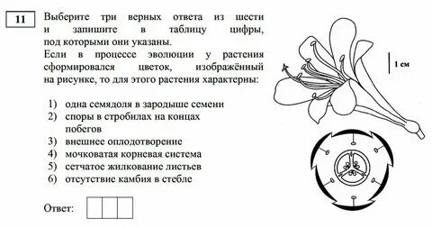 Задания егэ биология 2024 клетка