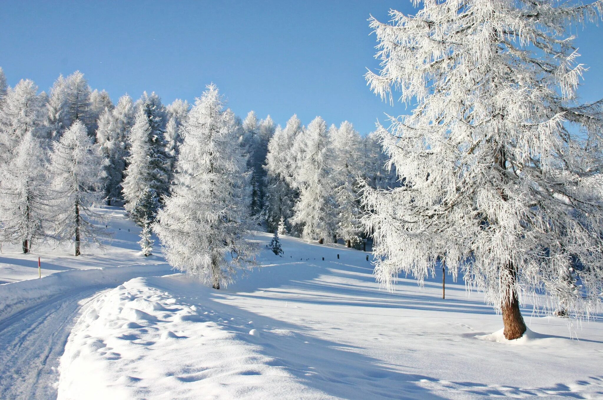 Какая погода в дерево. Зимняя природа. Пейзаж зима для детей. Зимний лес для детей. Зима картинки для детей.