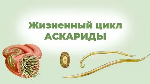 Продолжительность жизни аскариды