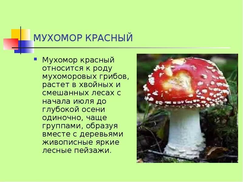 Важные факты о мухоморе