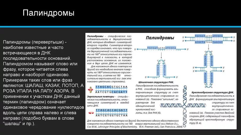 Палиндромы. Палиндромная ДНК. Палиндромная последовательность ДНК. Палиндромы примеры.