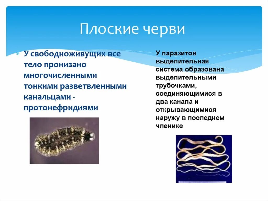 Плоские черви живу. Свободно живушие паразитические плоские черви 7 класс. Свобододноживущие плоские черви. Типы свободноживущих плоских червей. Тип плоские черви свободноживущие паразиты.