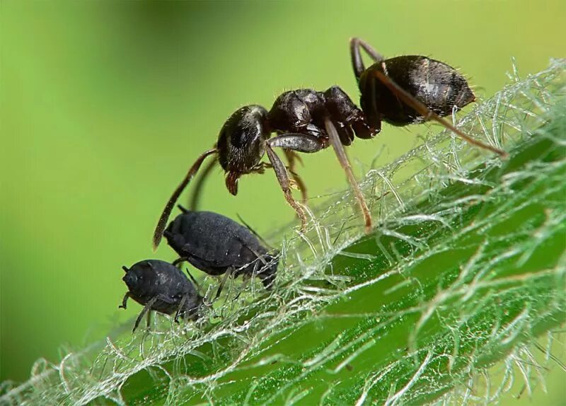 Lasius Niger тля. Муравей огородный. Черный муравей. Тля и муравьи.