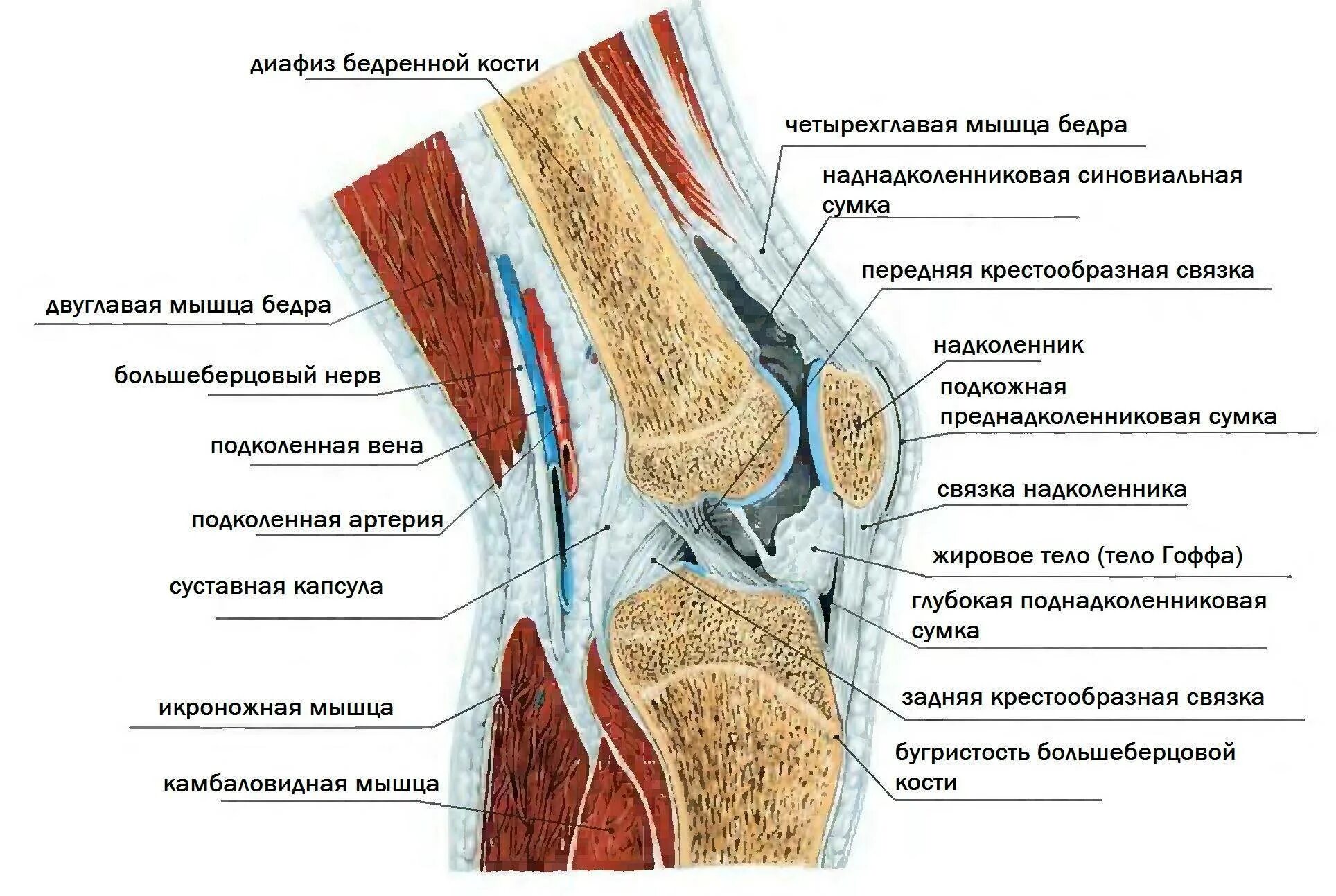 Связки образованы. Коленный сустав анатомия вид сзади. Строение коленного сустава человека анатомия связки мышцы. Колено строение связок сзади. Коленный сустав связки и сухожилия анатомия.