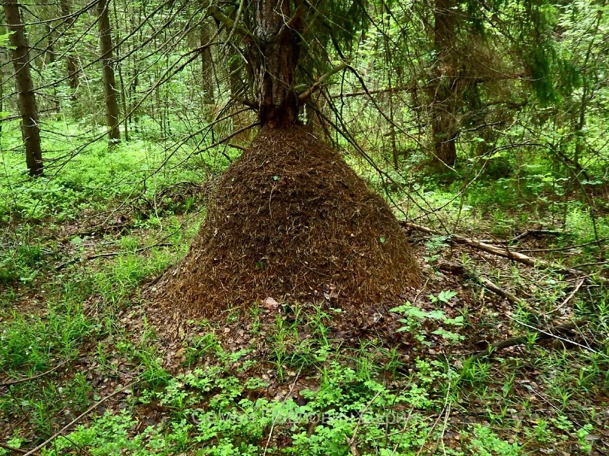 Муравейники какие