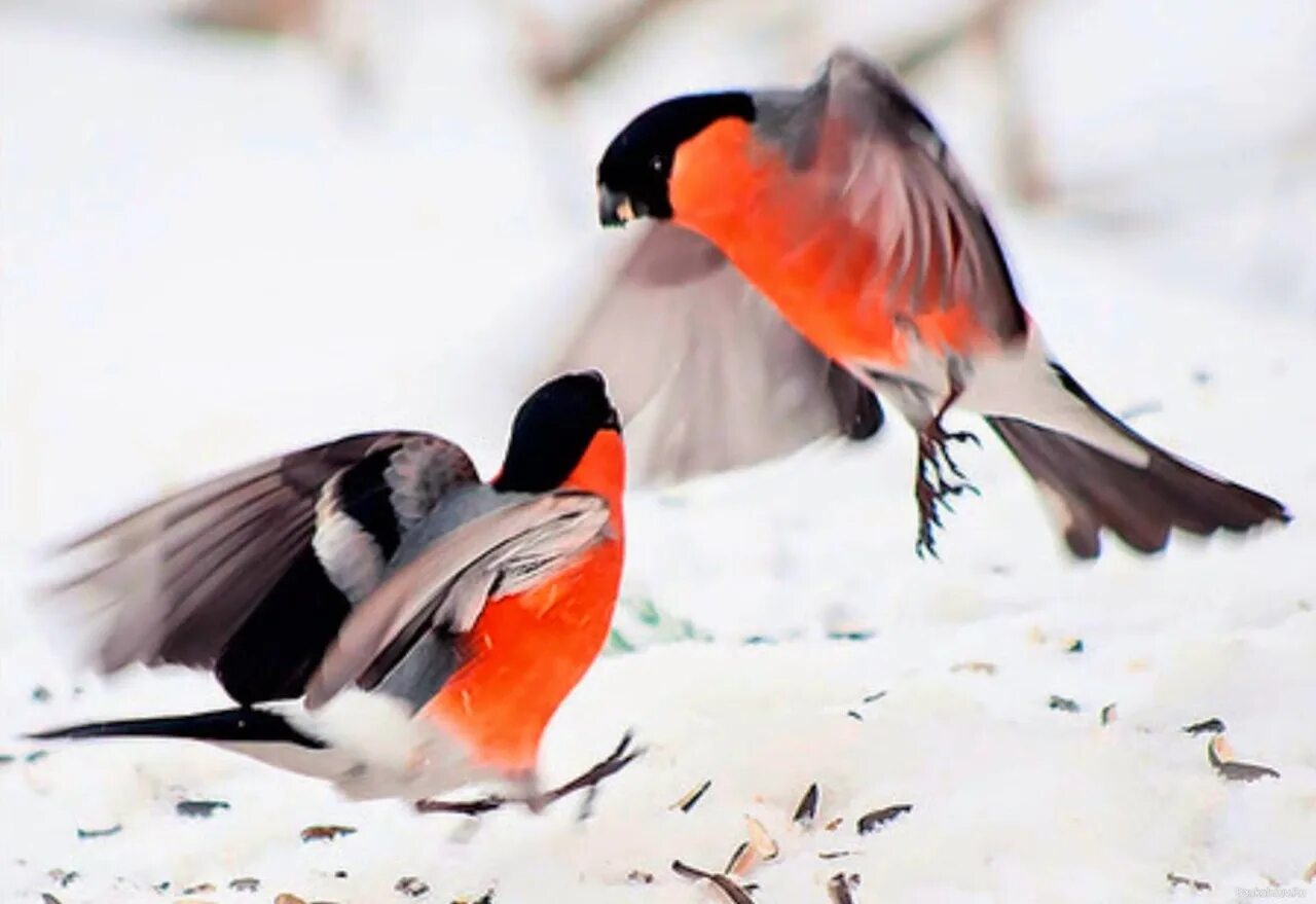 Два снегиря. Парочка снегирей. Парочка снегирей. Снегири зимой. Два снегиря.
