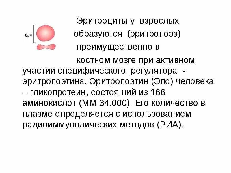 Выработка эритроцитов. Эритроциты у взрослых. Эритроциты образуются в. Образование эритроцитов. Эритроциты вырабатываются в.