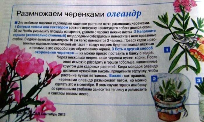 Какой лист у олеандр черешковый или сидячий. Олеандр цветок уличный размножение. олеандр размножение. олеандр комнатный размножение. олеандр размножение черенками.