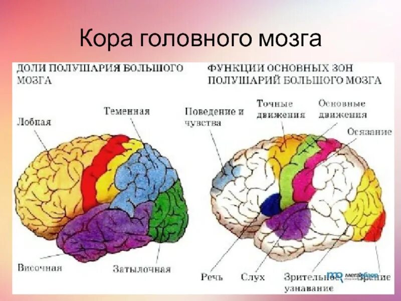 Доли больших полушарий головного мозга 8 класс. Доли полушария большого мозга биология 8 класс. Рисунок доли полушария большого мозга. Функции основных зон полушарий большого мозга доли функции. Какие функции выполняет полушарие большого мозга