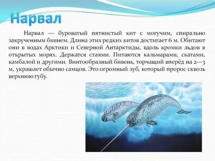 Нарвал красная книга краткое описание