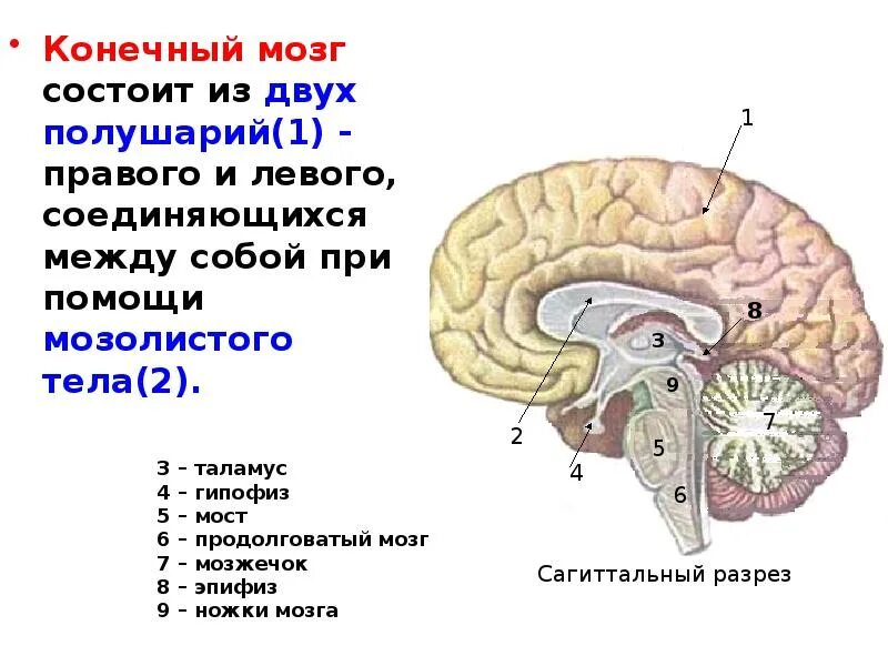Из чего состоит мозг состав. Строение больших полушарий конечного мозга. строение мозга конечный мозг. конечный мозг структурные компоненты. отделы головного мозга конечный мозг.