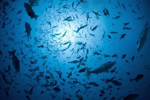 Наше море рыба