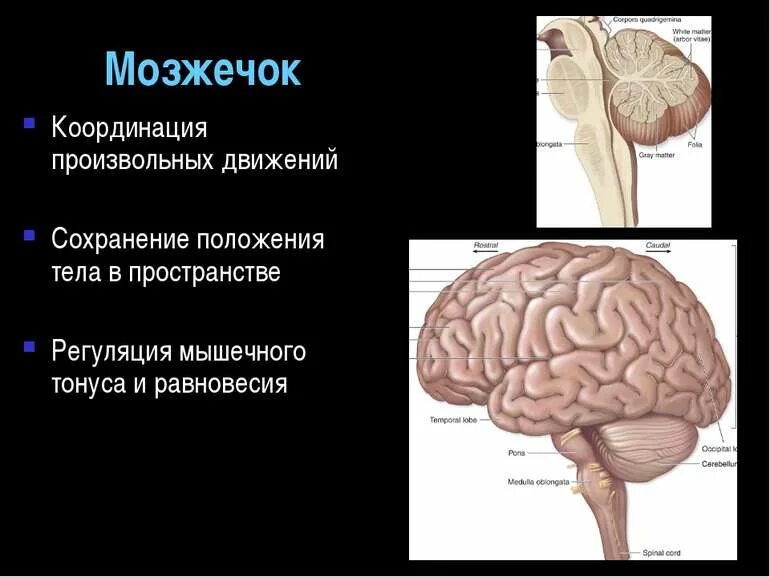 Какой отдел головного мозга обеспечивает координацию движения