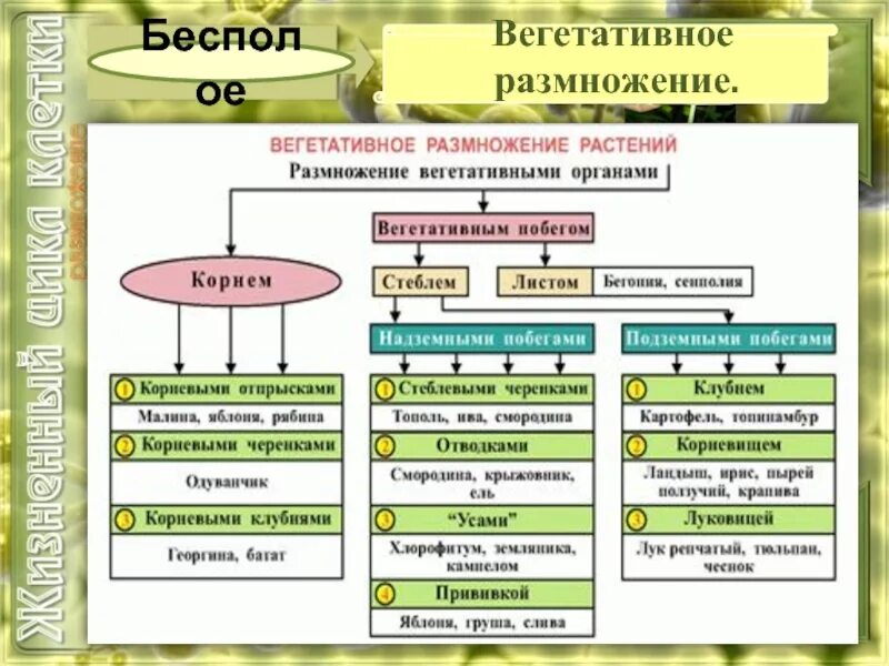 Схема способ вегетативного размножения и примеры растений. Схема способы бесполого размножения растений. Способы вегетативного размножения растений 6 класс биология. Схема вегетативное размножение растений 6 класс. Вегетативное размножение растений примеры таблица