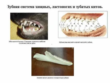 Для млекопитающих характерны зубы