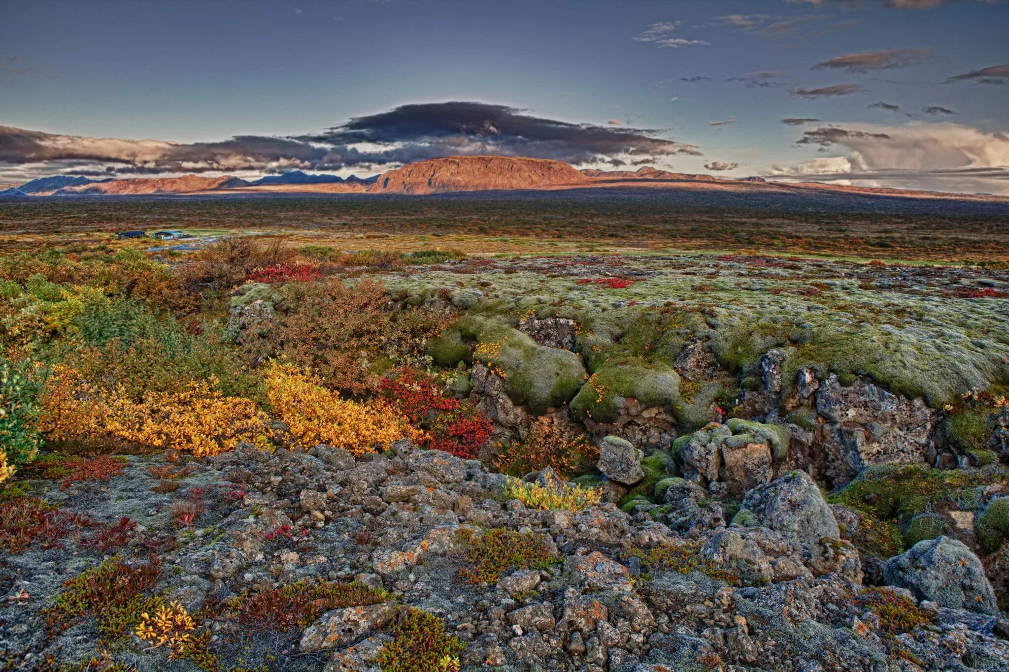 Американская тундра