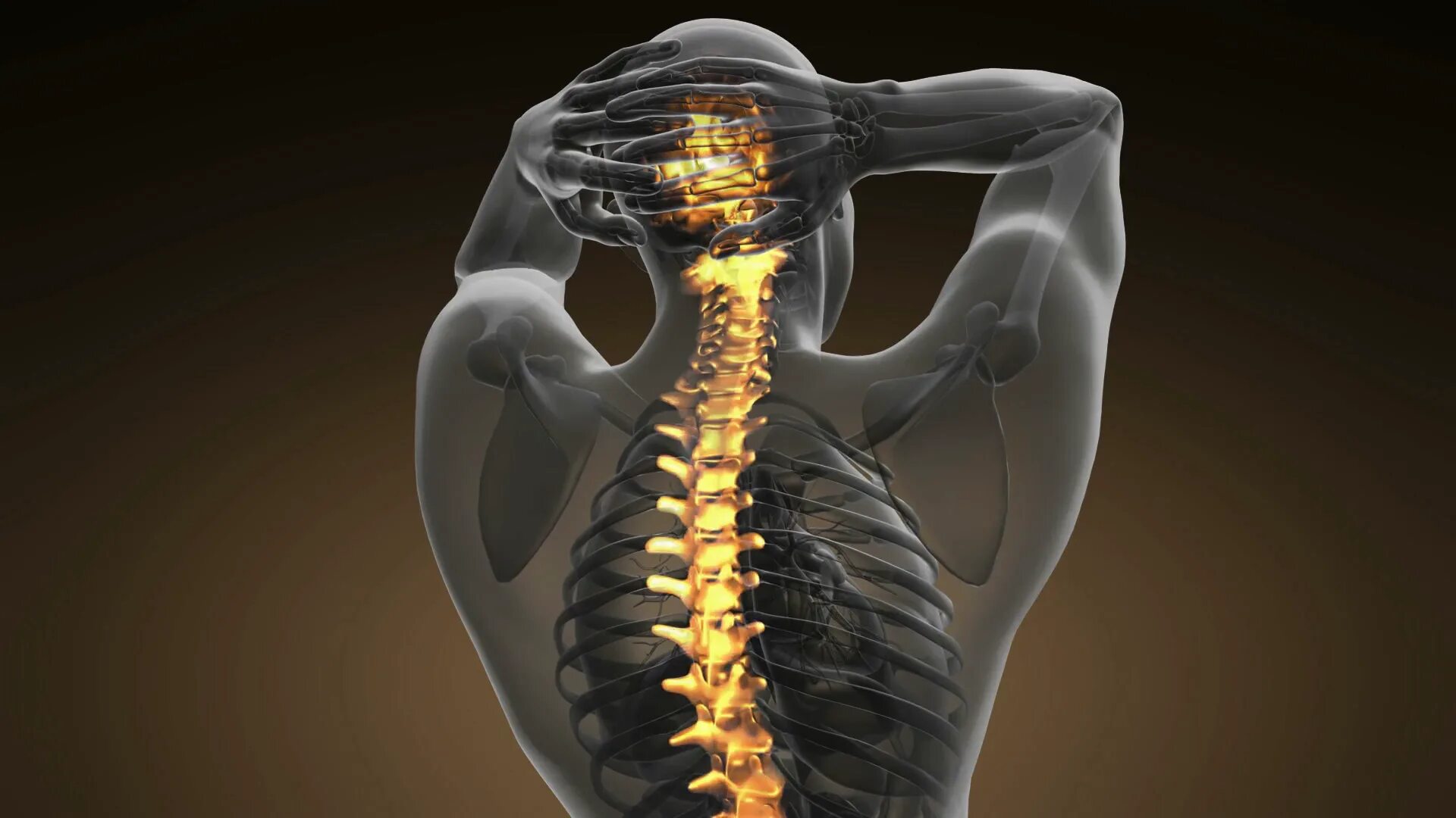3д модель позвоночника человека и нервов. Спинной мозг. Позвонок 3d. Спинной мозг вектор. Спинной мозг 3 д.