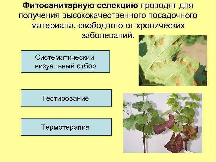 Мичурин растений. Основные понятия селекции. Цели и задачи селекции. Основные направления производства посадочного материала. Селекция это наука о.