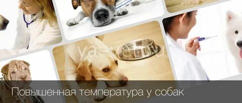 У собаки повышен