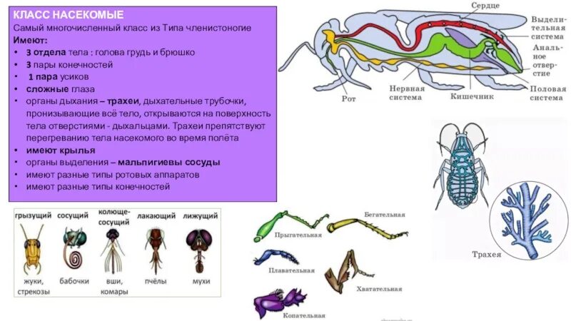 Насекомые имеют 3 отдела. Класс насекомые. Самый многочисленный класс типа Членистоногие. Тип Членистоногие класс насекомые. Самый многочисленный класс членистоногих.