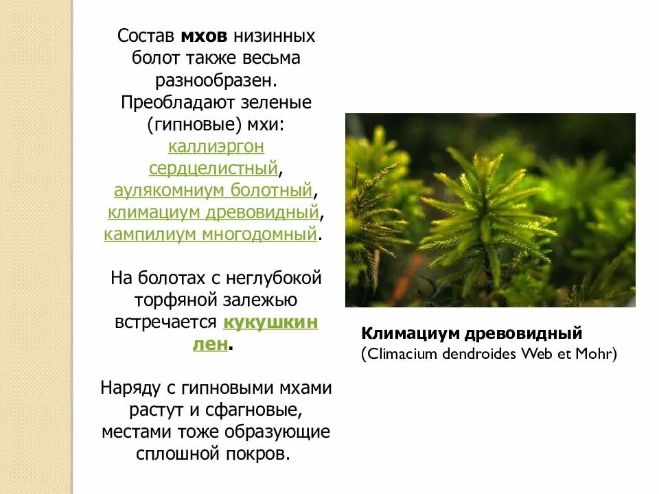 Из чего состоит мох