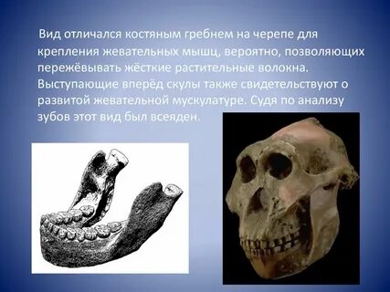 Костный гребень