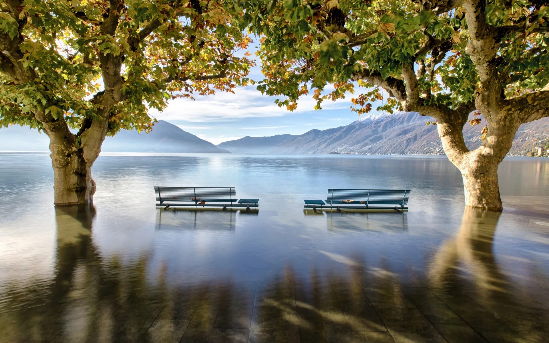 Trees lake