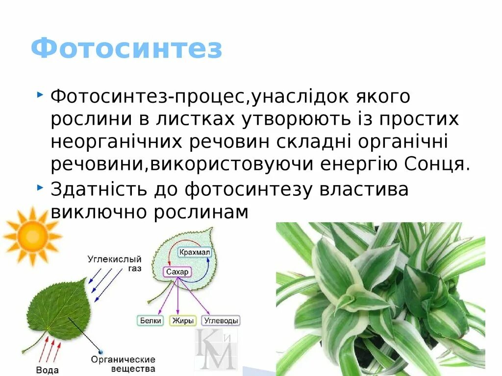Фотосинтез это выбрать. Фотосинтез у высших растений. процессы происходящие при фотосинтезе. фотосинтез у растений для детей. фотосинтез голосеменных.