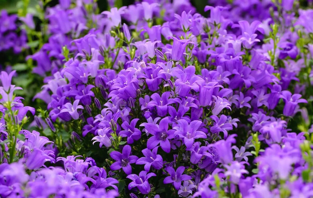 Колокольчик Кампанула. Колокольчик Кампанула Lilac. Кампанула колокольчик сиреневый. Колокольчик Кампанула фиолетовый.