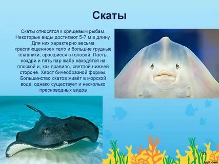 Скат относится к рыбам