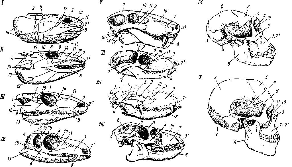 Особенности строения скелета черепа млекопитающих. Филогенез черепа позвоночных. Эволюция висцерального черепа. Эволюция висцерального черепа позвоночных. Филогенез висцерального черепа позвоночных.