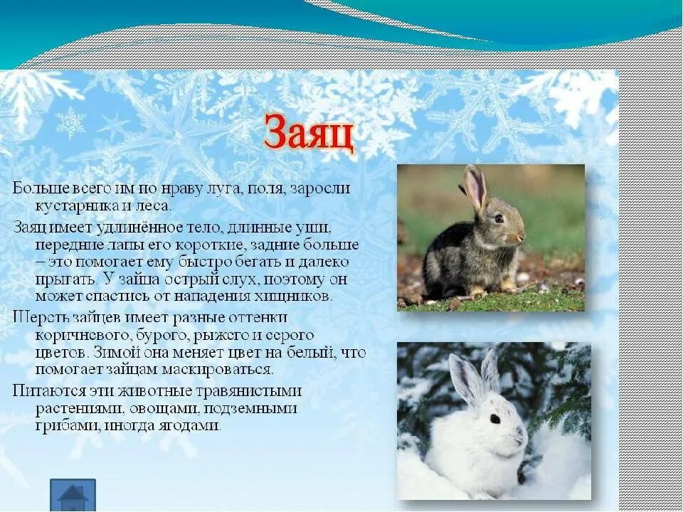 Историю про зайчика. Доклад про Зайцев 3 класс окружающий мир. Рассказ про зайца. Описание зайца. Доклад про зайца.