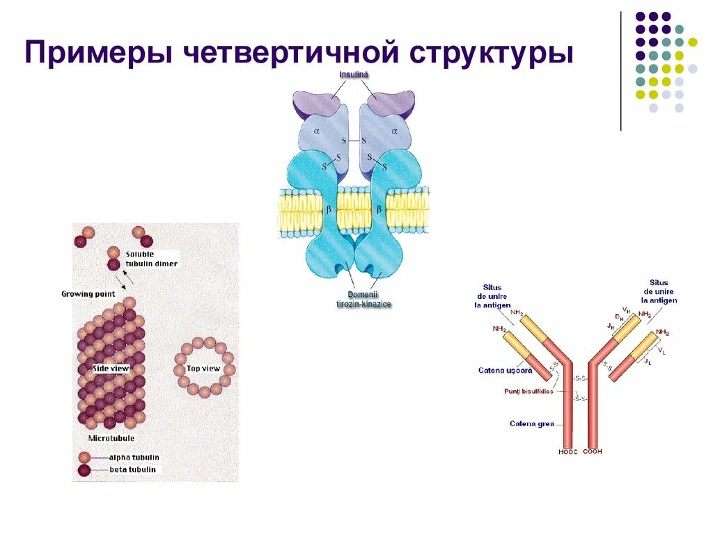 Молекулы имеет разветвленную структуру