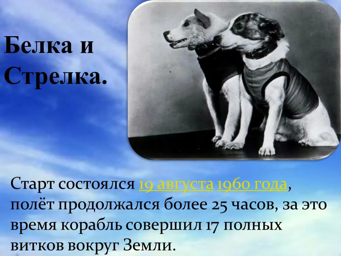 Белка и стрелка. Белка и стрелка 19 августа 1960 года. Полет белки и стрелки в космос. Белка и стрелка презентация. 19 августа 1960