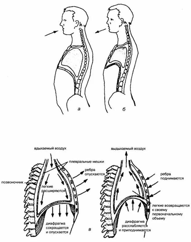 Процесс во время дыхательного движения. Биомеханика дыхательных движений вдоха и выдоха. Механизм дыхания диафрагма вдох и выдох. Механизм вдоха диафрагма. Диафрагма механизм вдоха и выдоха.
