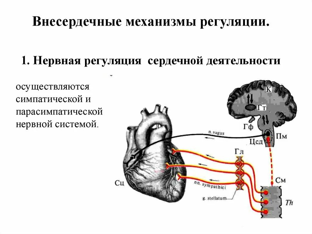 Схема нервно-рефлекторной регуляции деятельности сердца. Схема механизмы регуляции деятельности сердца. Симпатическая и парасимпатическая иннервация сердца. Нервные центры регуляции сердечной деятельности. Парасимпатическая иннервация сердца