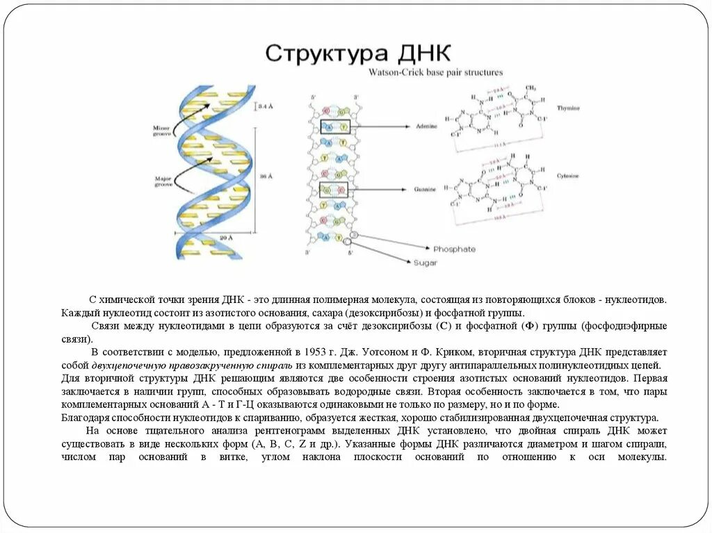 Фосфатная группа ДНК. Строение ДНК. Химическое строение ДНК. Химическая структура ДНК.
