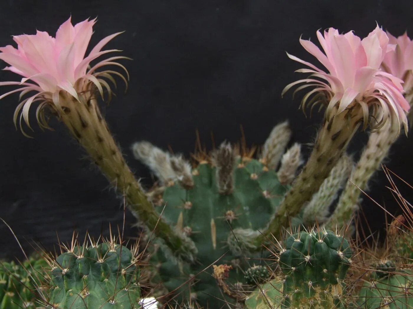 MacroID.RU - Echinopsis DSC01805.JPG