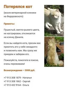 Сколько раз кот просит кошку