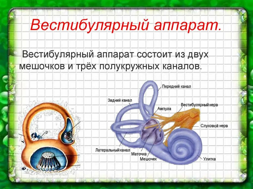 Биология 8 класс проверьте ваш вестибулярный аппарат. Вестибулярный аппарат человека. Вестибулярный аппарат состоит из. Вестибулярный анализатор состоит из. Строение вестибулярного аппарата человека.