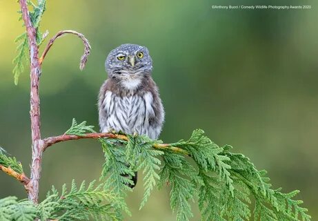 Comedy wildlife awards