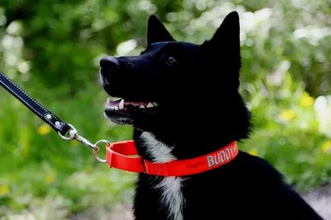 Dogs ошейник