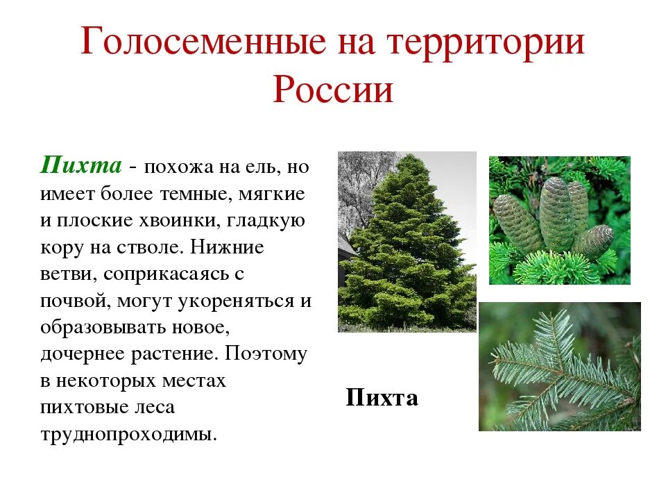 Ель это голосеменное растение. Пихта голосеменное растение. Пихта Сибирская хвоинки. Хвойные Голосеменные растения ель. Пихта Сибирская габитус.