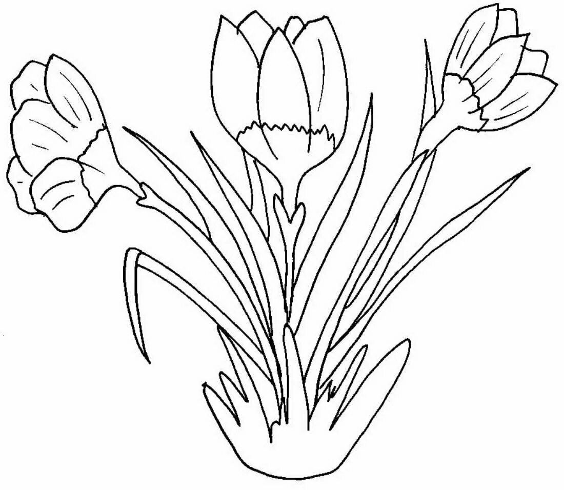 Первоцвет Крокус белый. Первоцветы крокусы. Первоцветы Крыма тюльпаны. Крокусы первоцветы для детей.