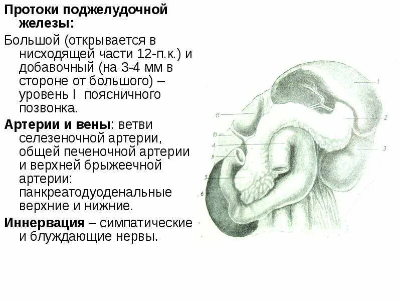 Куда открывается проток. Выводной проток поджелудочной железы открывается в. вирсунгов проток анатомия. строение выводных протоков поджелудочной железы. схема протоков поджелудочной железы.